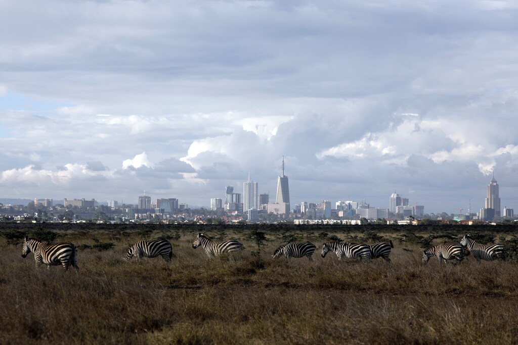 The Nairobi skyline is seen in the background as zebras walk through the Nairobi National Park, near Nairobi, Kenya, December 3, 2018