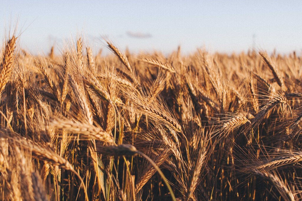 Wheat in a field.