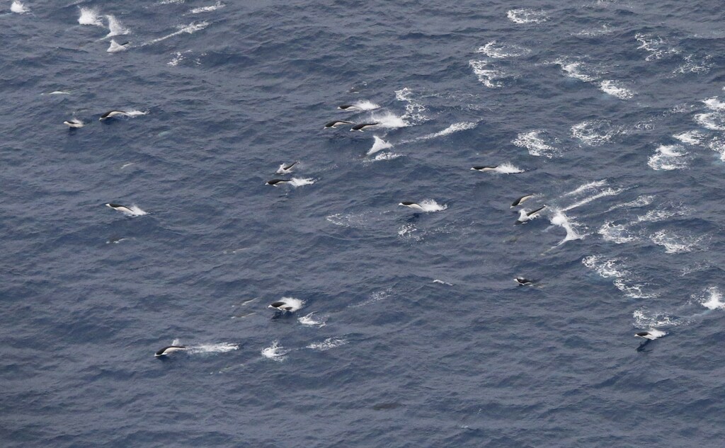 A pod of dolphins is seen from a Royal New Zealand Air Force P-3K2 Orion aircraft searching for missing Malaysian Airlines flight MH370 over the southern Indian Ocean March 22, 2014. China said on Saturday it had a new satellite image of what could be wreckage from a missing Malaysian airliner, as more planes and ships headed to join an international search operation scouring some of the remotest seas on Earth.