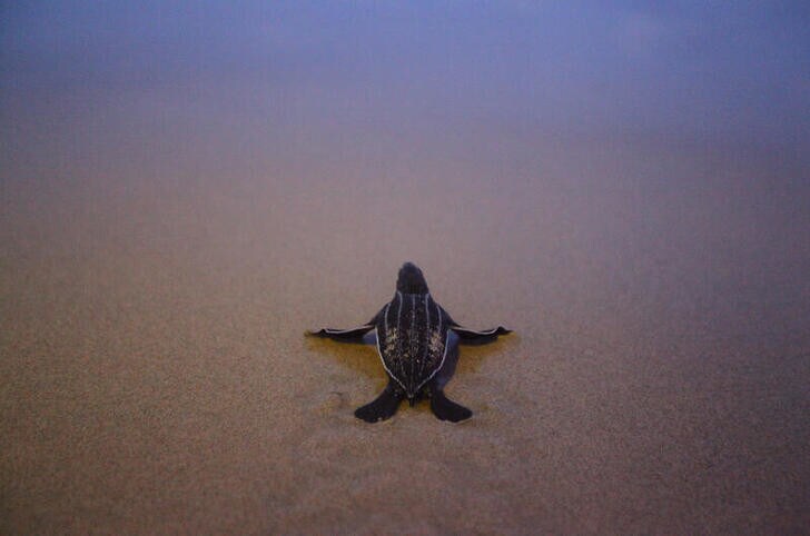 A newly-hatched baby leatherback sea turtle makes its way into a sea for the first time at a beach in Phanga Nga district, Thailand, March 27, 2020. Picture taken March 27, 2020.