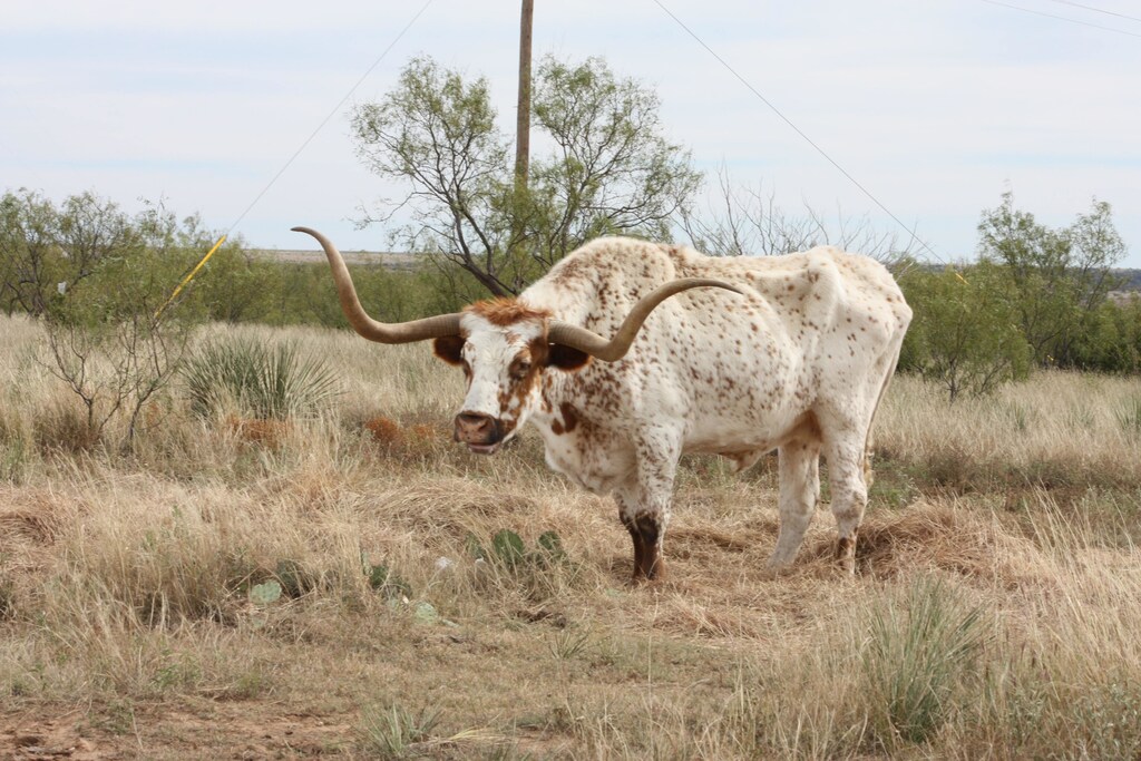 Texas longhorn.