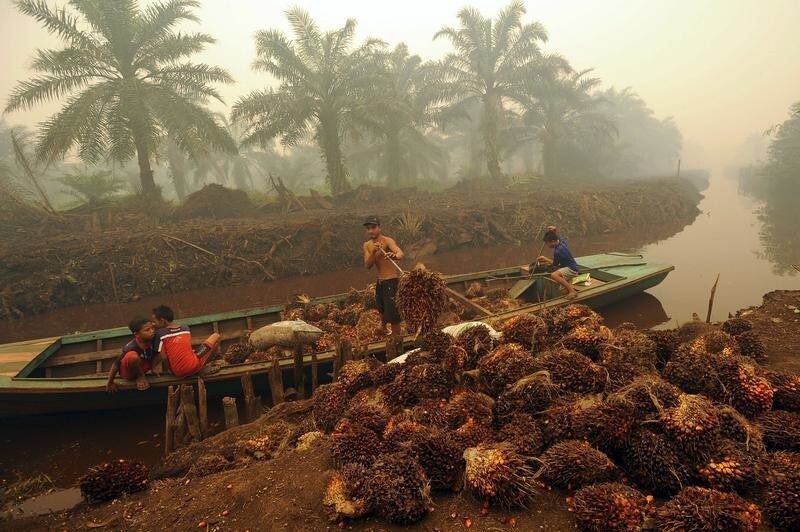 A worker unloads palm fruit at a palm oil plantation in Peat Jaya, Jambi province on the Indonesian island of Sumatra September 15, 2015 in this photo taken by Antara Foto. Home to the world's third-largest tropical forests â and the world's fifth-largest emitter of greenhouse gases mainly due to their destruction - Indonesia will be one of the countries in the spotlight at December's U.N. climate change conference in Paris. The meeting will try to get legally binding commitments from the 190 member nations to slash greenhouse gases. To match Insight INDONESIA-FORESTS/ Picture taken September 15, 2015. REUTERS/Wahyu Putro A/Antara FotoATTENTION EDITORS - THIS IMAGE HAS BEEN SUPPLIED BY A THIRD PARTY. IT IS DISTRIBUTED, EXACTLY AS RECEIVED BY REUTERS, AS A SERVICE TO CLIENTS. FOR EDITORIAL USE ONLY. NOT FOR SALE FOR MARKETING OR ADVERTISING CAMPAIGNS. MANDATORY CREDIT. INDONESIA OUT. NO COMMERCIAL OR EDITORIAL SALES IN INDONESIA. - GF10000232686