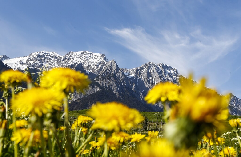 Flowers are pictured in front of the snow covered Bettelwurf mountain summit in the western Austrian village of Absam April 29, 2015. REUTERS/Dominic Ebenbichler - GF10000077542