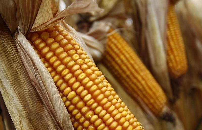 A cob of corn is seen in a field during a harvest near the village of Sartichala, outside Tbilisi, November 11, 2013. REUTERS/David Mdzinarishvili (GEORGIA - Tags: AGRICULTURE FOOD BUSINESS) - RTX15987