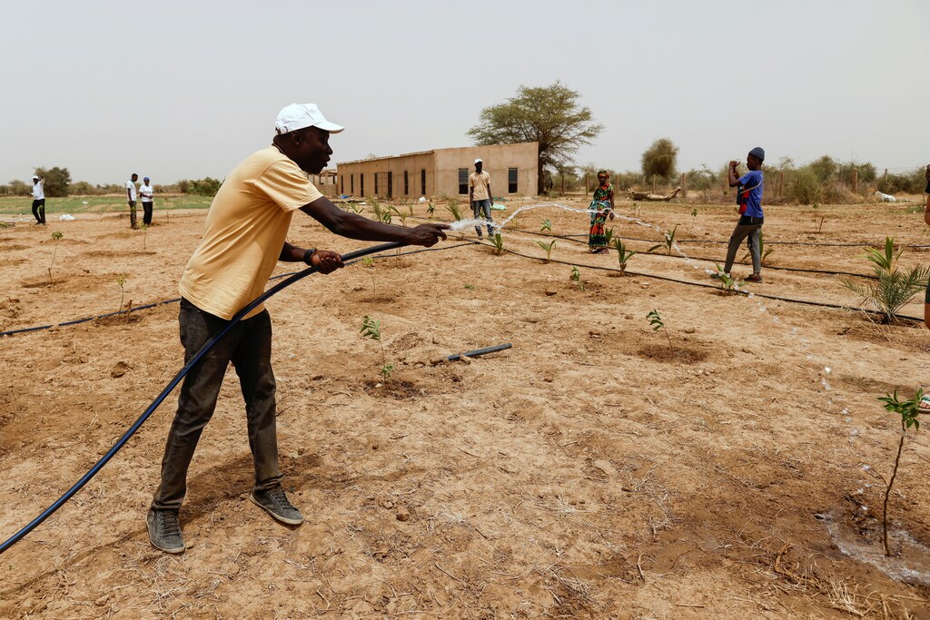 Millions of hectares each year are lost to desertification in the Sahel region.