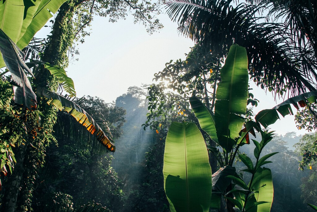 Nowhere is the importance of nature more acutely evident than in Brazil.