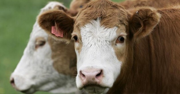 Cattle are shown resting on a farm in southern Alberta near Calgary. REUTERS/Andy Clark AC