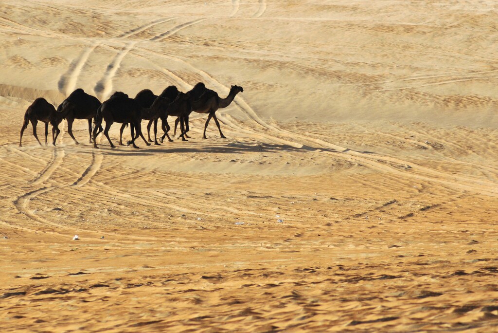 A herd of camels walk during the Mazayin Dhafra Camel Festival in Al Gharbia (the Western Region) of Abu Dhabi, February 8, 2010. The annual event is divided into special shows for camels in the "Asayel" (pedigree) category and "Majahim" (dark-skinned) category. REUTERS/Jumana El-Heloueh (UNITED ARAB EMIRATES - Tags: ANIMALS ENVIRONMENT SOCIETY) - GM1E62909AK01