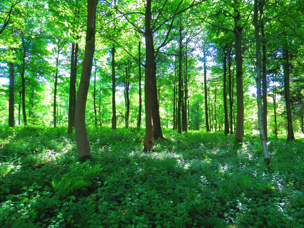 A forest with the sun silhouetting in the background.