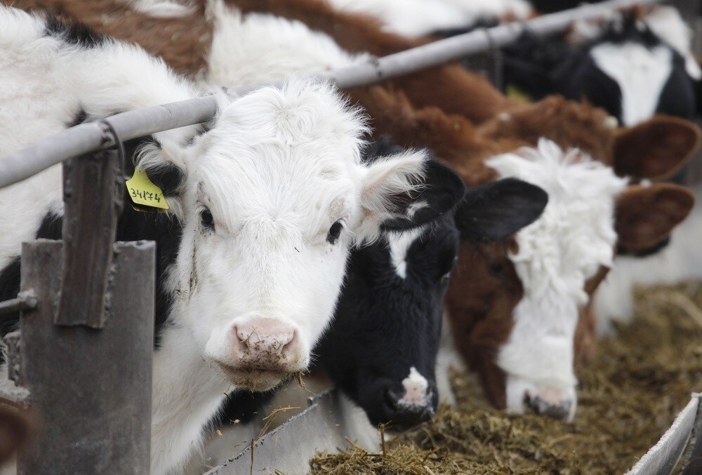 Cows look on during feeding at the livestock breeding complex and collective farm named after Vasily Chapaev near the Russian southern city of Stavropol, March 17, 2015.