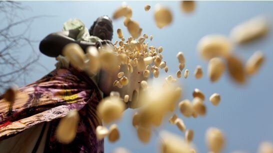 A South Sudanese refugee winnows maize grains within Kalobeyei Settlement outside the Kakuma refugee camp in Turkana county, northwest of Nairobi, Kenya, January 31, 2018.