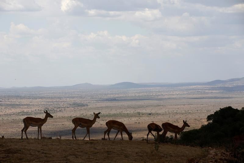 Impalas graze at the Singita Grumeti Game Reserve, Tanzania, October 7, 2018. Picture taken October 7, 2018. REUTERS/Baz Ratner - RC161EF42A70