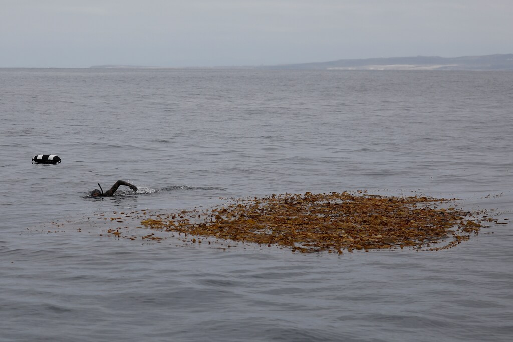 Ryder Devoe, 19, swims around a kelp paddy looking for fish off the coast of San Diego, California, U.S. September 5, 2018. Picture taken September 5, 2018. REUTERS/Mike Blake - RC19FC0A7EF0
