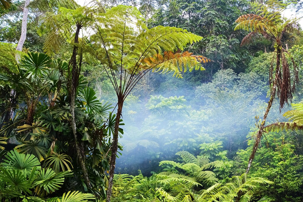 rainforest as natural climate solutions named as effective way of tackling climate change
