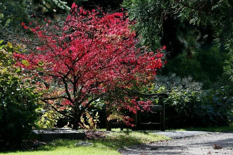 Tree leaves change colour at the Kew Gardens in London, Britain October 5, 2017. REUTERS/Afolabi Sotunde - RC1309906430