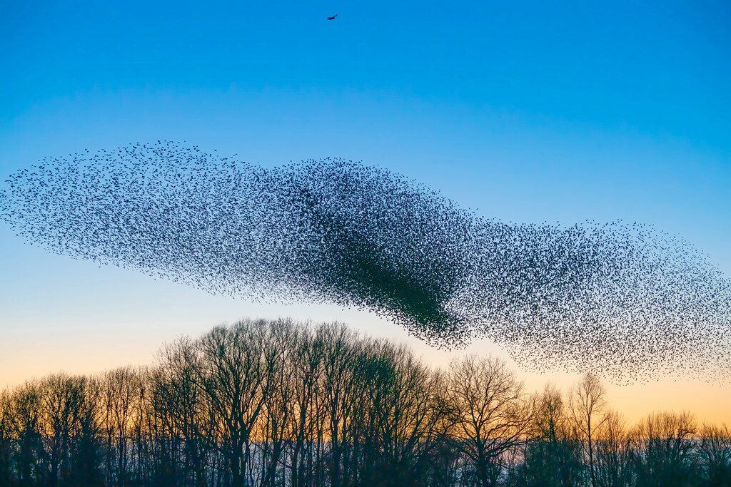 Lessons from nature can guide leaders.