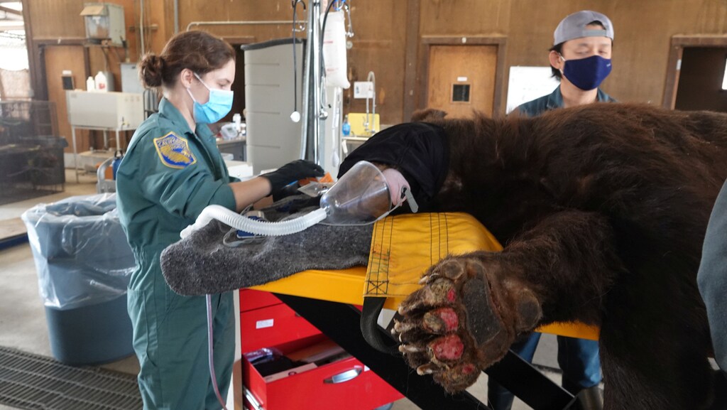 california wildlife bears animals climate change us united states america animals wildlife cute sad climate crisis fire wildfire environment nature vets veterinary