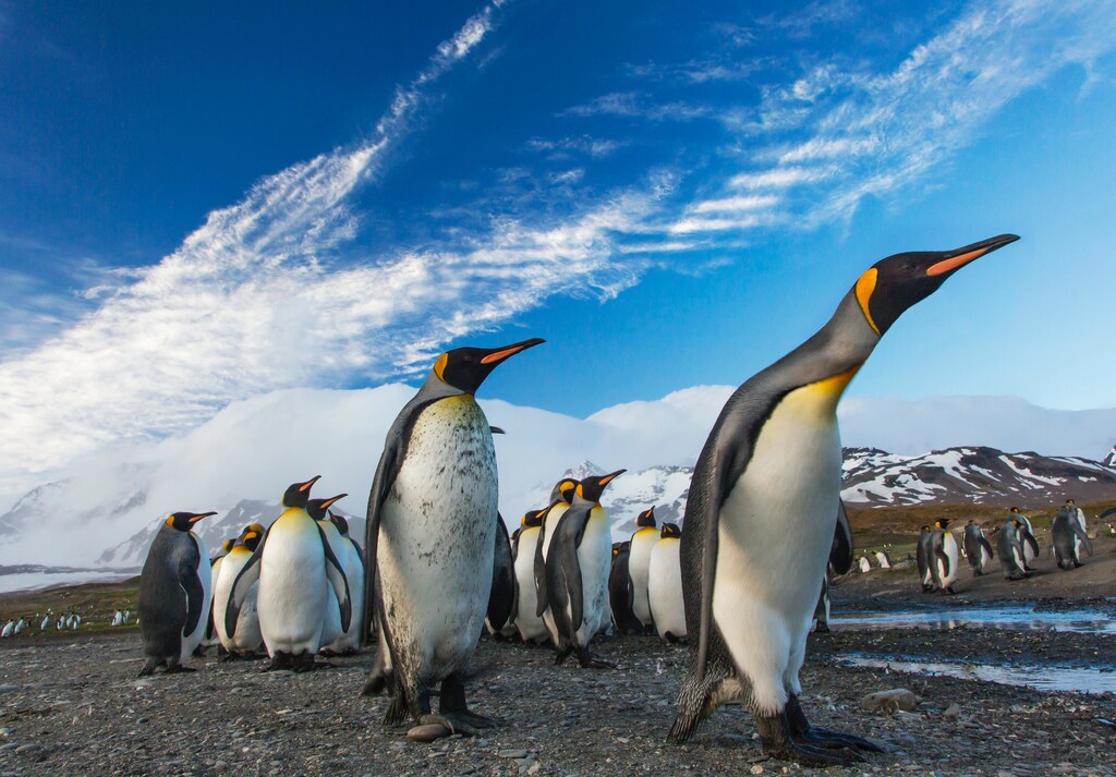 emperor penguin colonies endangered species act protection climate change environment sea land ice global warming extinction government policy trade shipping routes