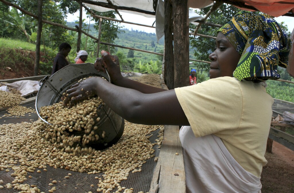 A worker dries coffee beans at a washing station cooperative on the outskirts of Kigali.