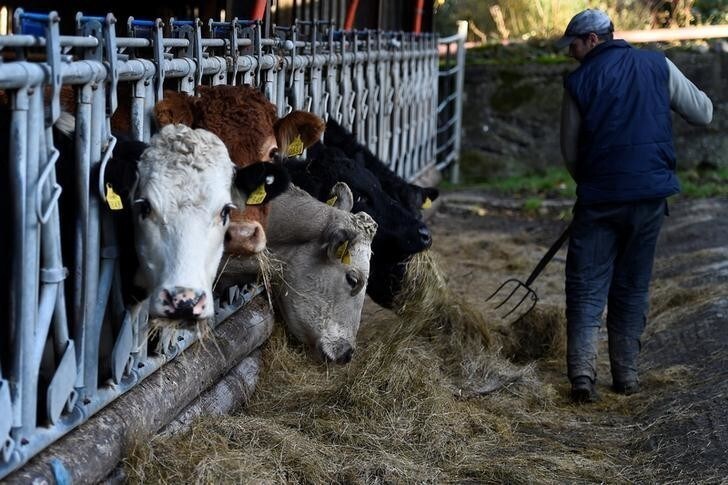 Farmer Philip Maguire puts out silage for the Hereford and Aberdeen Angus cattle in a shed on his farm in Stepaside, Ireland November 16, 2017. Picture taken November 16, 2017. REUTERS/Clodagh Kilcoyne