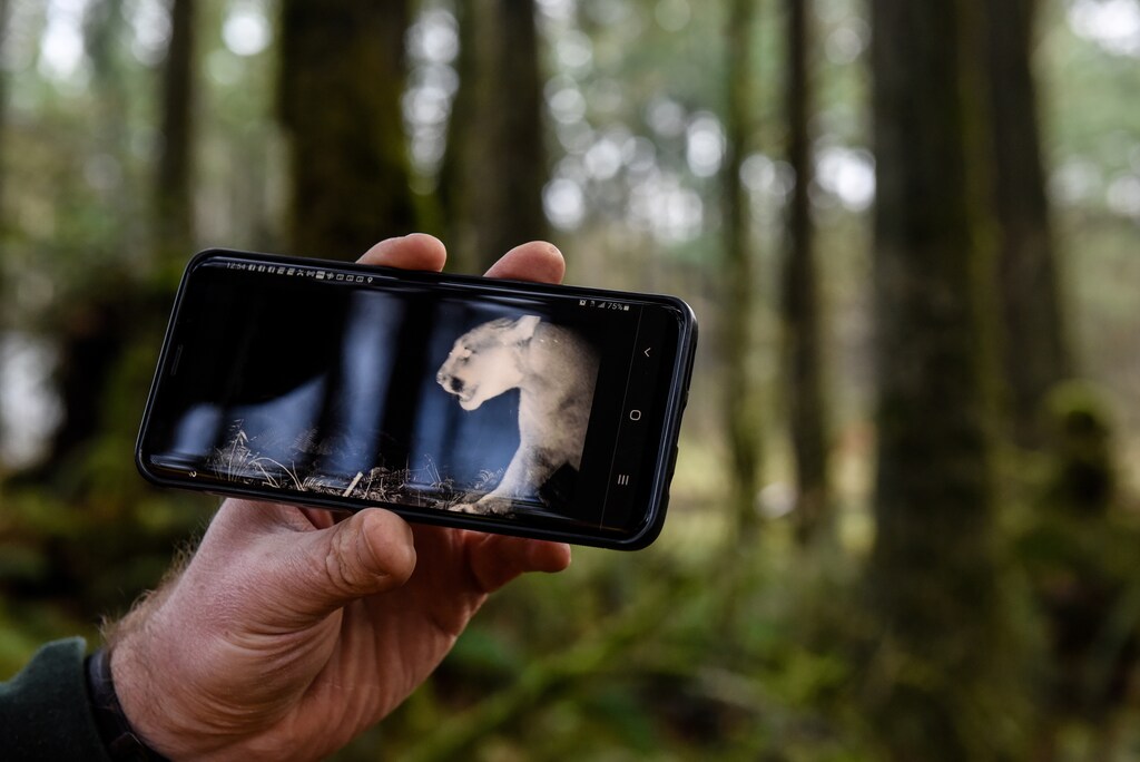 Technology has long been a vital tool for conservationists — and Artificial Intelligence is no different.