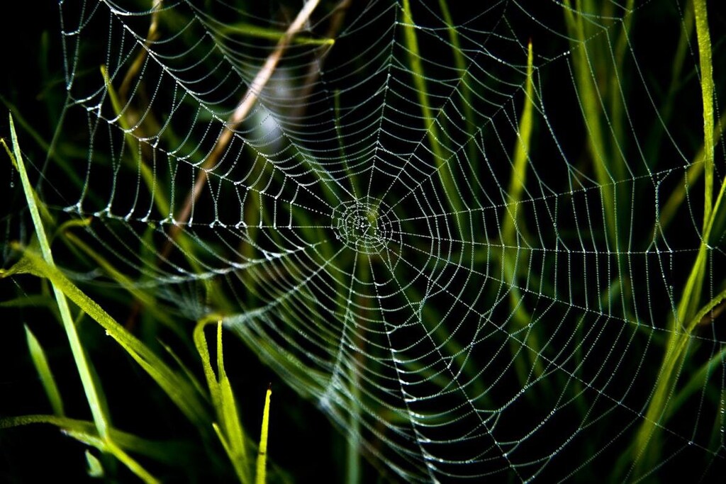 AI can reveal how spiders build their webs, like this one with droplets of dew on its silk strands.