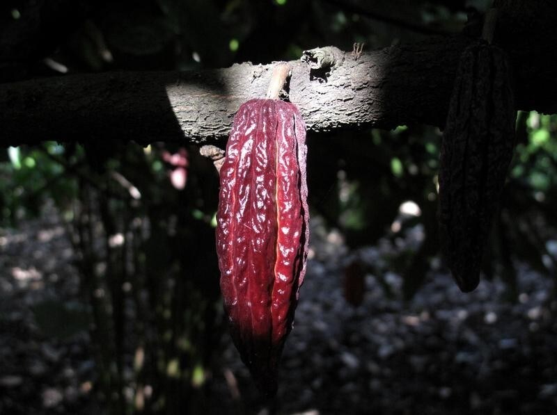 A ripe cacao pod containing cocoa beans hangs from a tree on a farm in Tulua, Colombia, December 8, 2008.