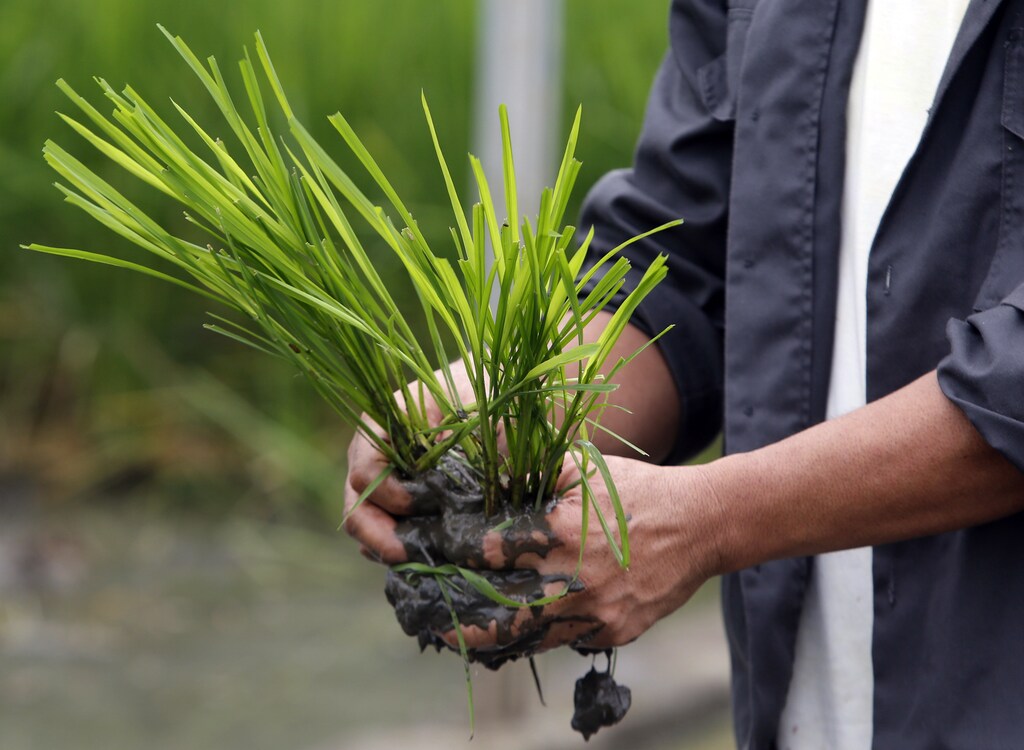 An agriculturist prepares to plant "Golden Rice" seedlings at a laboratory of the International Rice Research Institute in Los Banos, Laguna south of Manila, August 14, 2013.