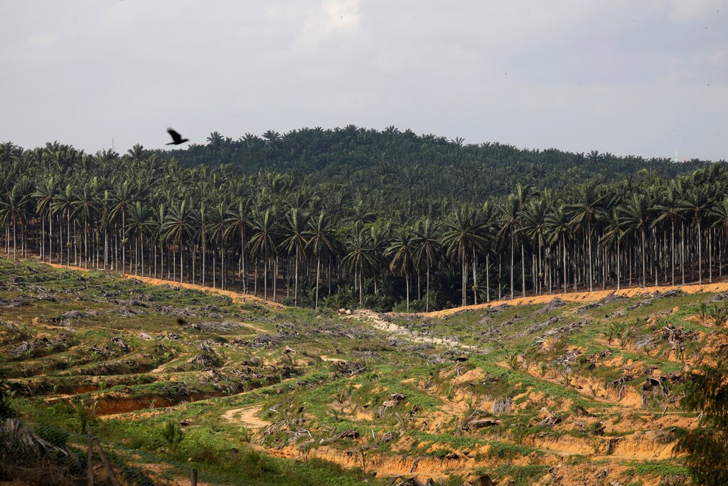 A land clearance at a Malaysian palm oil plantation.