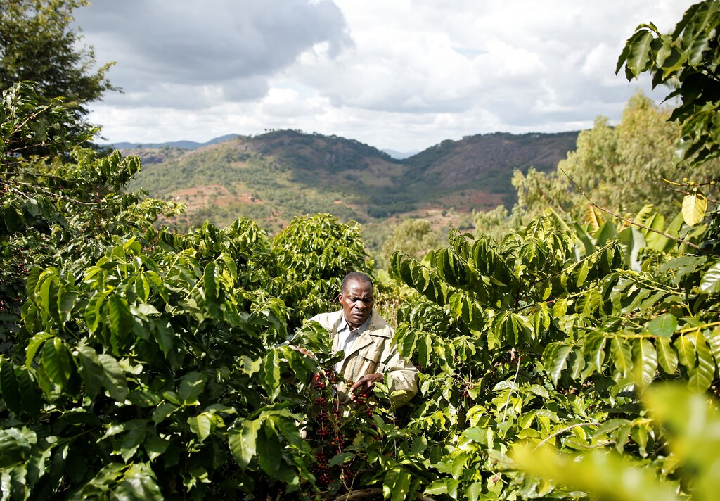 A Zimbabwean coffee farmer