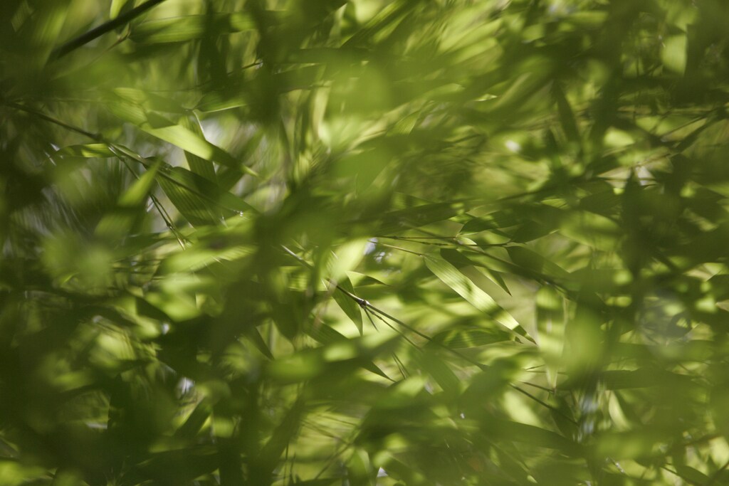 Bamboo leaves in a thicket are pictured in Hakone, Kanagawa Prefecture, February 13, 2008. REUTERS/Michael Caronna (JAPAN) - GM1DXGHKDQAA