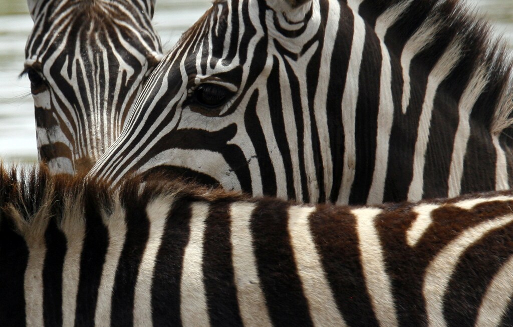 Zebras are seen in Masai Mara game reserve July 25, 2008. The annual zebra and wildebeest migration is expected to attract a large number of tourists after the post-election violence when many cancelled their holidays to the country. REUTERS/Radu Sigheti (KENYA) - GM1E47Q09F301