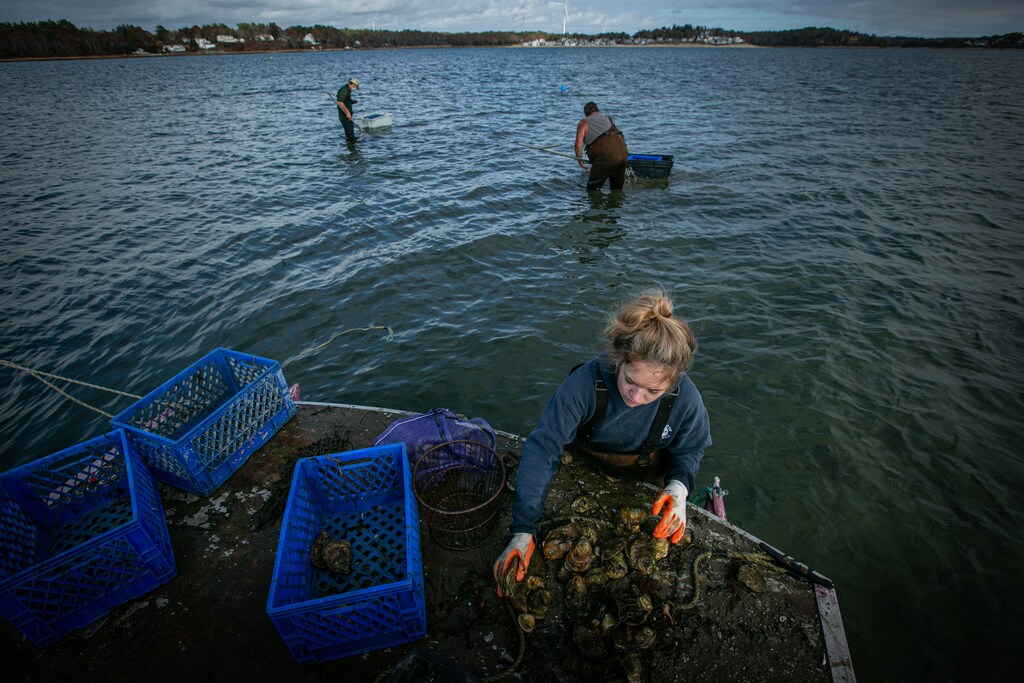 Oyster farming in Massachusetts
