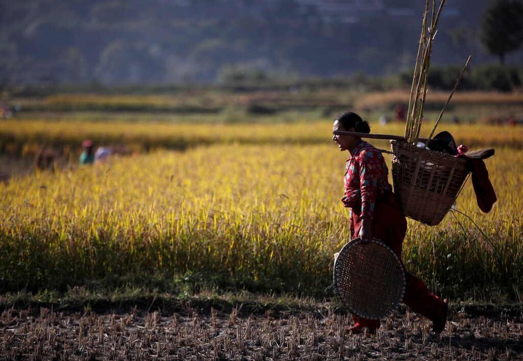 A farmer returns after harvesting rice on a field in Lalitpur, Nepal November 15, 2019. REUTERS/Navesh Chitrakar - RC2NBD9ODA4I