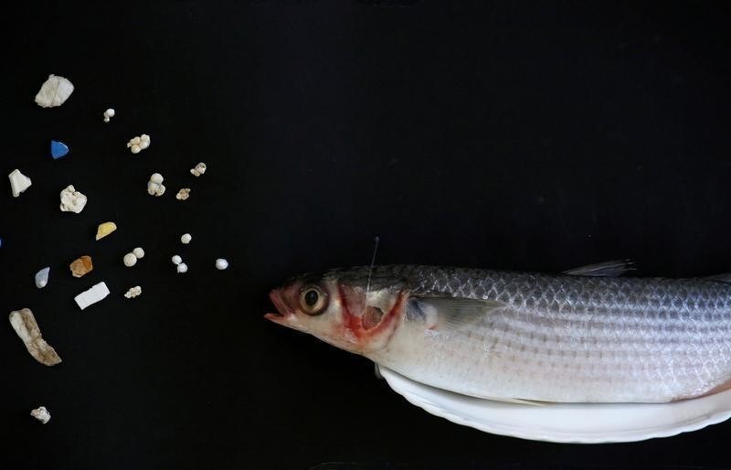 A grey mullet is shown next to microplastic found in Hong Kong waters during a Greenpeace news conference in Hong Kong, China, April 23, 2018. REUTERS/Bobby Yip TPX IMAGES OF THE DAY - RC1E599A9FC0