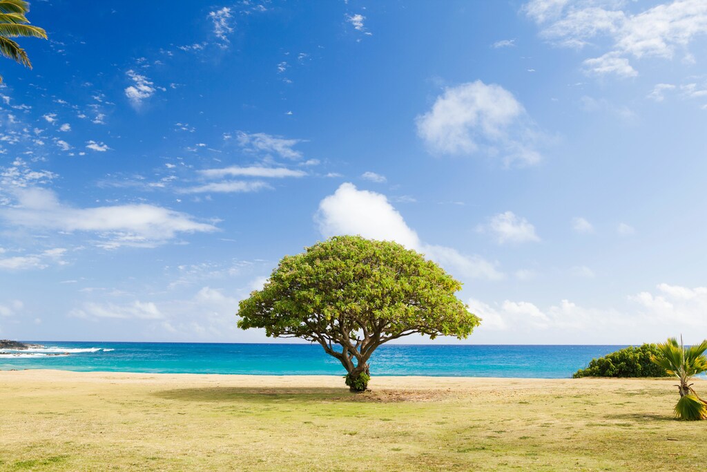 A single tree on grassland