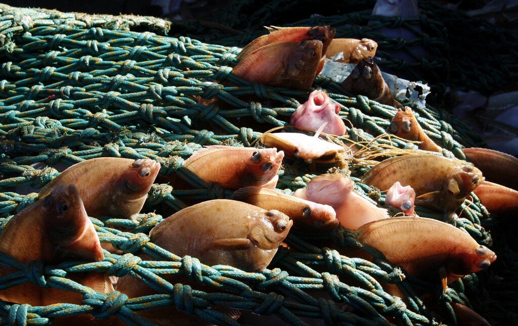 Little soles caught by a North Sea trawler