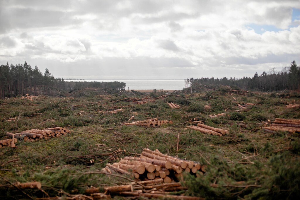 A general view of the harvested forest on Vistula Spit near Skowronki, Poland February 20, 2019. Picture taken February 20, 2019. Agencja Gazeta/Michal Ryniak via REUTERS ATTENTION EDITORS - THIS IMAGE WAS PROVIDED BY A THIRD PARTY. POLAND OUT. - RC16A6CDDF80