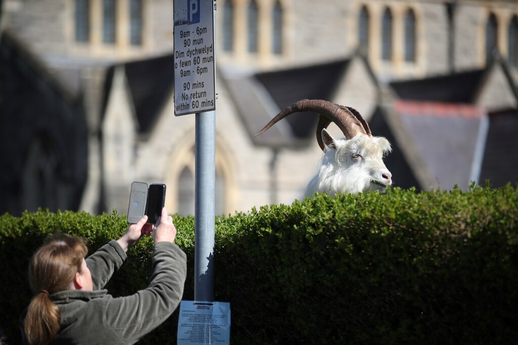 Una mujer toma una foto de una cabra en Llandudno mientras continúa la propagación de la enfermedad coronavirus (COVID-19), Llandudno, Gales, Gran Bretaña, 31 de marzo de 2020.