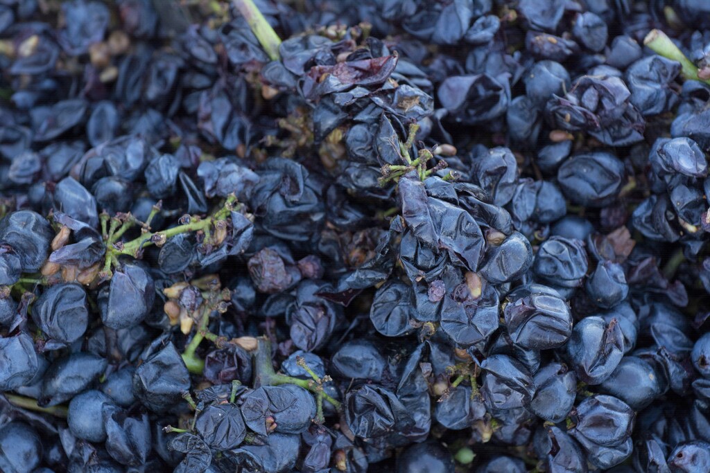 Biomanufacturing offers a powerful way of decarbonizing goods by using glucose from plants.