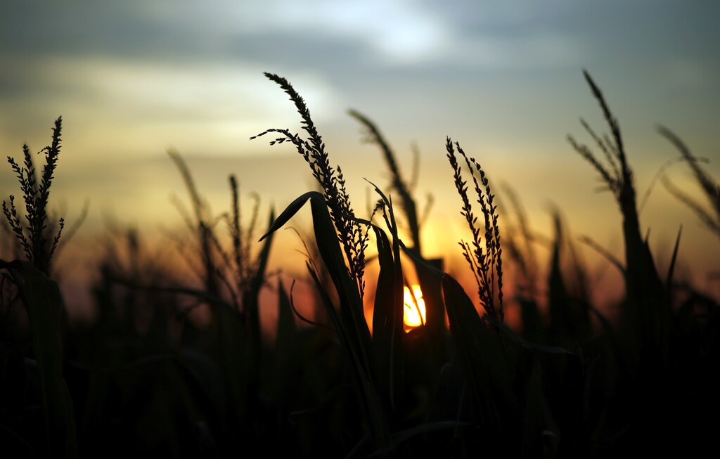 Maize, one of only three staple crops of which the world relies for nearly half of its daily calorie intake.