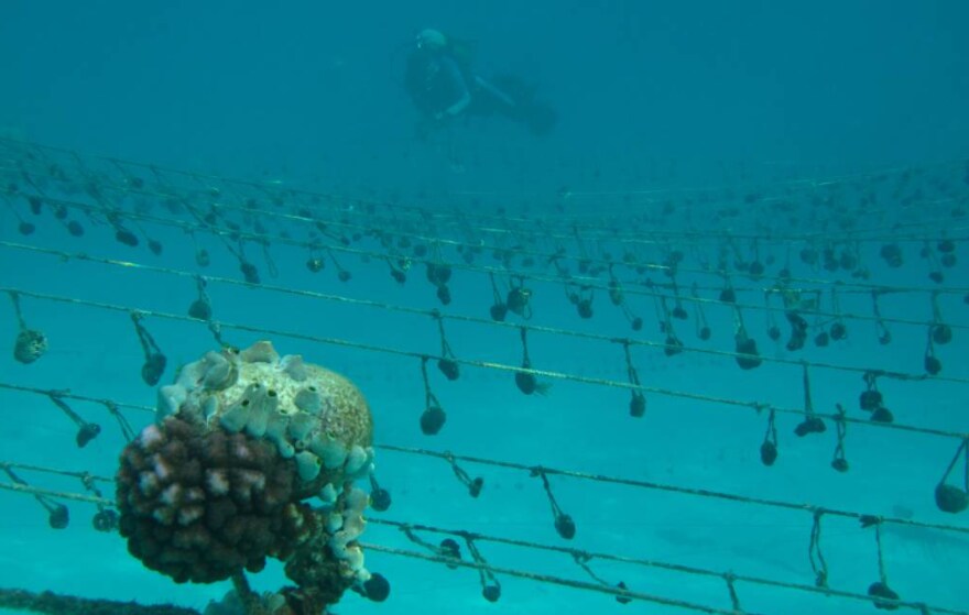 A scuba diver goes underwater to check up on the hanging sponge farm in Jambiani, Tanzania. September 9, 2015.