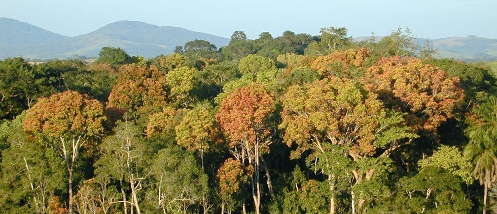 Norway is helping Gabon combat deforestation – is this the face of a new geo-economics?