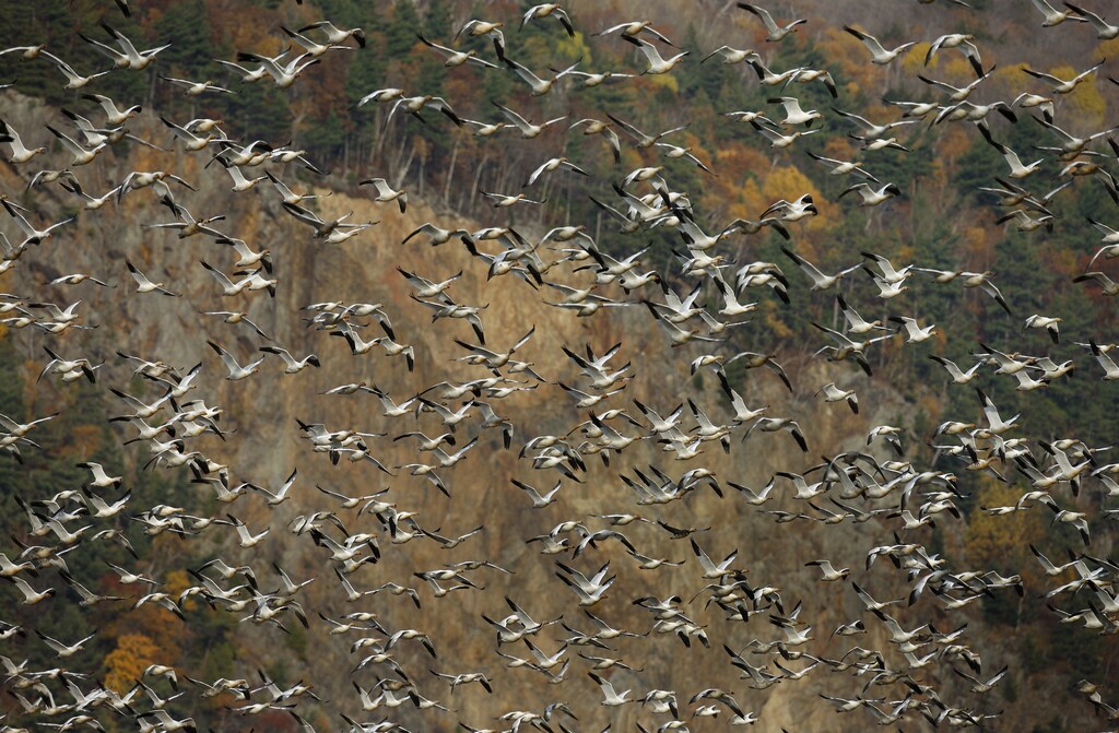 Greater Snow geese fly at the Cap Tourmente Wildlife area at St-Joachim, October 26, 2008. According to Environment Canada, at the beginning of the last century there was about 3,000 Greater Snow geese left and the population was on the verge on extinction. Therefore, the Canadian Wildlife Service set up the Cap Tourmente Wildlife area in 1969, one of many measures that helped to increase the number of Greater Snow geese to more than 800,000. REUTERS/Mathieu Belanger (CANADA) - RTX9YCE