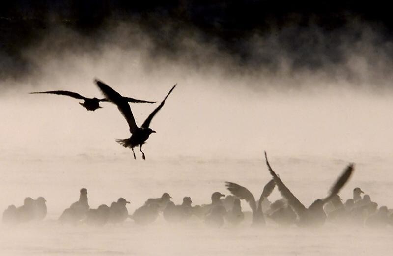 Seagulls warm up in the steaming waters of the Moskva river outsideMoscow, January 31, 2002. REUTERS/Dima KorotayevAS - RP3DRIEGOAAA