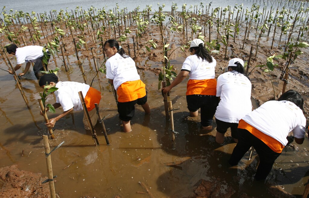 Women plant mangrove trees along the Jakarta bay November 21, 2009. They will attempt to plant nine million mangrove trees over the next few months, as part of a community service organised by a local television station. Mangrove swamps are expected to help Indonesia's coastal communities fend off rising seas and stronger tropical storms, climate change experts say. REUTERS/Supri (INDONESIA SOCIETY ENVIRONMENT) - GM1E5BL13AP01