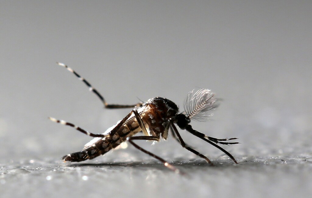 Genetically modified male Aedes aegypti mosquitoes are pictured at Oxitec factory in Piracicaba, Brazil, October 26, 2016. REUTERS/Paulo Whitaker TPX IMAGES OF THE DAY - S1AEUJGOIJAA