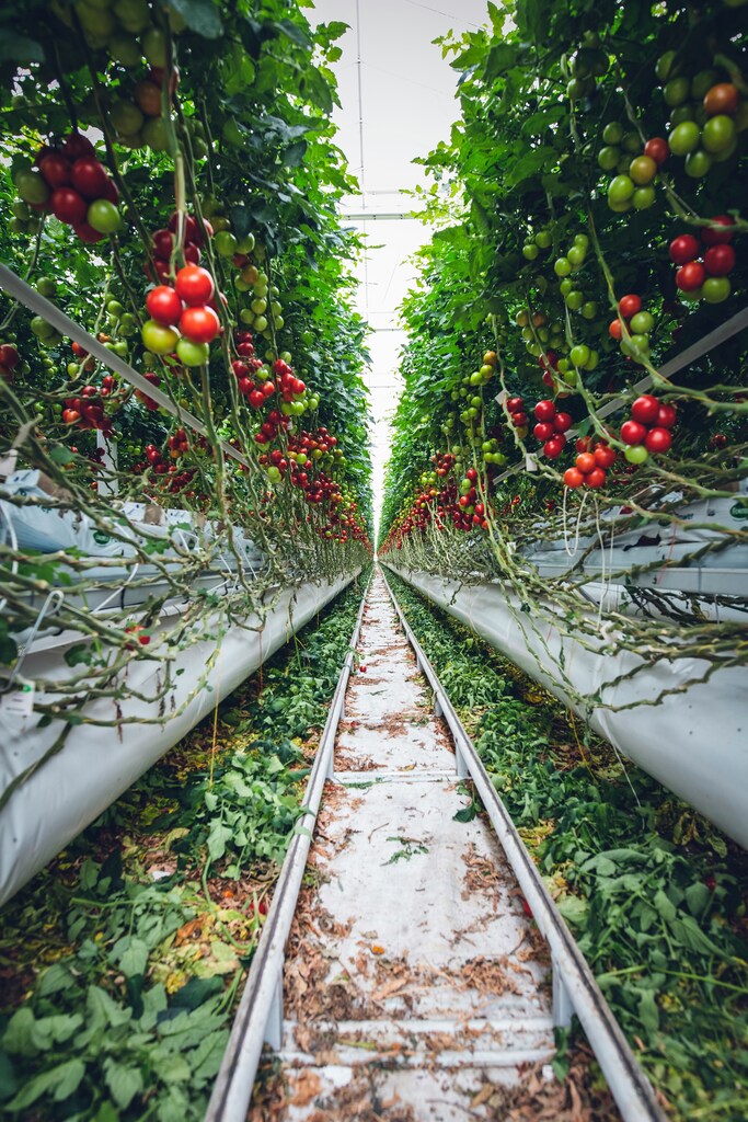 The blockchain can help grow more resilient food supply chains.