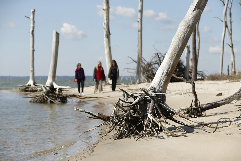 Women walk through a coastal ghost forest believed to be caused by sea level rise on Assateague Island in Virginia, October 25, 2013.