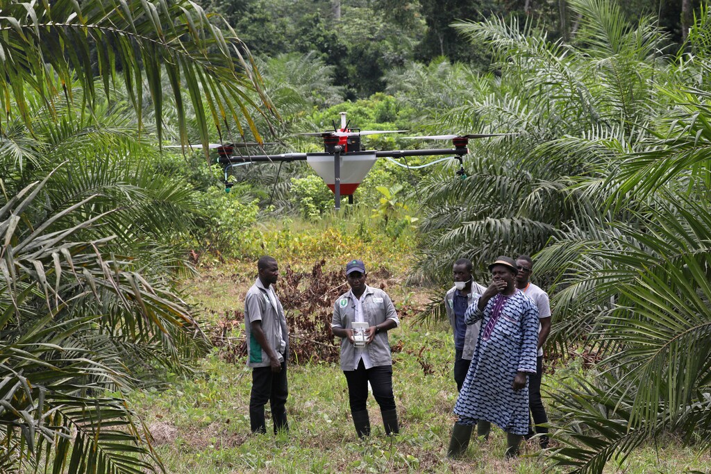 Emmanuel Adou, an Ivorian farmer, looks a drone spraying his oil palm plantation in Tiassale northern Abidjan, Ivory Coast May 21, 2019. Picture taken May 21, 2019. REUTERS/Luc Gnago - RC16D5636DE0